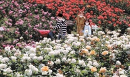 [사진] 장미공원 장미 활짝