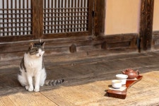 고양이 사는 툇마루서 차 한잔···인스타 ‘사진 맛집’ 뜨는 옛집