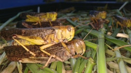 인도 도심도 점령한 메뚜기떼 “알 20개, 1년만에 10만마리로”