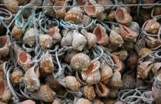 [우리말 찾기 여행] 바람아래 드르니 샛별 꽃지… 詩처럼 고운 태안의 해변들