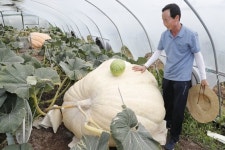 의령 수퍼호박 생산 달인이 해냈다···하늘 내린 380kg 호박