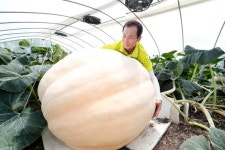 의령 수퍼호박 생산 달인이 해냈다···하늘 내린 380kg 호박