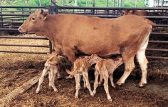 [한 컷] 복덩이가 넝쿨째, 한우 세쌍둥이 화제