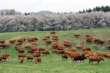 언택트 시대, 충남 태안에 롱비치 둘레길만든다
