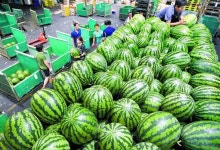 신선 배송 원조는 판교 수박…농심 라면이 키운 소떼 목장