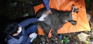 올무에 앞 발 걸린 천연기념물…야생 산양,  3시간 수색 끝 구조