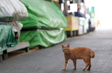밤에 시끄럽게 운다 새끼고양이 4마리 때려 죽인 50대의 이유