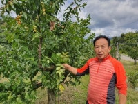 “가을진미 수확량 반토막 난다” 칼 맞는 대추나무들 사연