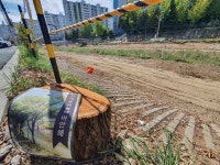 30년된 살구나무 157그루 싹둑···지못미 반발한 주민들 왜