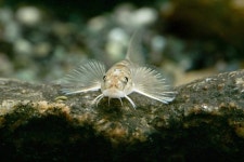 내성천 토종물고기 흰수마자 끝내 자취 감췄다…낙동강 영주댐 탓