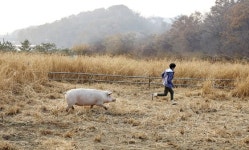 [소년중앙] “돼지에게 희망을” 축산공장 탈출한 새벽이가 전하는 돼지 같은 삶 이야기