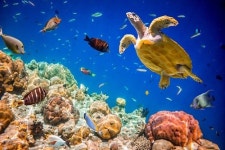 [기고] ‘해양생물’ 그들이 사라지기 전에