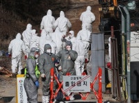 경기 여주 산란계 농장 고병원성 조류인플루엔자 확진