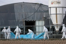 나주 오리농장서 고병원성 AI 확진…농가 발생 절반이 오리