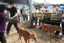 섬진강 수해 때 태어난 쌍둥이 송아지, 희망이·소망이로 무럭무럭 자라