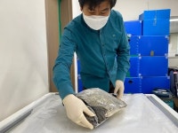 거북도 죽였다…中서 밀려온 역대급 모자반, 제주 뒤덮었다