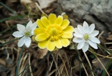 [권혁재 핸드폰사진관] 2월에 핀 우리 꽃 삼총사