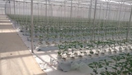 [더오래]파프리카 농사로 수억 버는 민통선 안 귀농 청년들