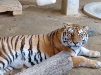 진정제 맞고도 어흥…14살 호순이도 코로나 면봉이 무섭다 [영상]