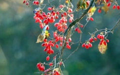 “참 좋은데, 오시라 말도 못하고” 산수유꽃 만발한 구례 산동마을