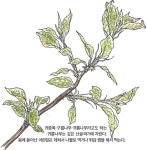 [소년중앙] 우리 집 앞 나무는 생일이 언제일까