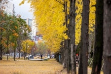 [강갑생의 바퀴와 날개] 경의선 숲길 본뜬 철도 지하화, 구상은 좋지만 문제는 돈