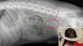 산책후 음식 못먹고 계속 구토…반려견 앗아간 마스크 습격