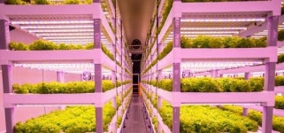 한국형 스마트팜의 쾌거…중동 사막에 수직농장 짓고 채소 재배