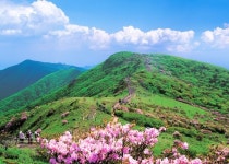 ‘2021 영주 소백산 철쭉제’ 온라인으로 만나요~