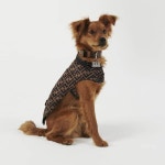 강아지는 프라다를 입는다…60만원 명품 패딩도 척척