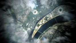 평양이 왜 거기서 나와