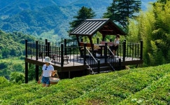 150m 위 스카이워크 걷다가 녹차 한 잔···하동의 찻집 명소들