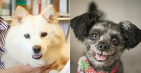 文 퍼스트 도그 토리인데···尹이 밝힌 반려견 이름도 토리