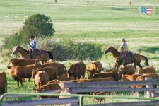 [건강한 가족] 사육부터 운송까지 철저히 관리, 육질·영양·육즙·맛 챙겨 가성비 굿!