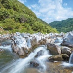 [청정 자연, 경상북도] 고래불해수욕장, 금강소나무숲길올여름...휴가는 청정 경북으로 !