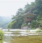 [청정 자연, 경상북도] 고래불해수욕장, 금강소나무숲길올여름...휴가는 청정 경북으로 !