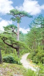 [청정 자연, 경상북도] 고래불해수욕장, 금강소나무숲길올여름...휴가는 청정 경북으로 !