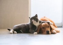 반려견에 1억 상속…월 50만원씩 나눠 생활비 주고 싶다면 [금융SOS]