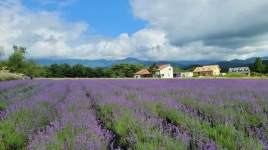 [더오래]먼훗날 미소와 함께 추억할 라벤더 속 보라빛 하루