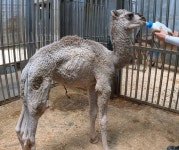 귀여움 독자치…백두산 호랑이, 낙타, 사자, 늑대 잇달아 탄생