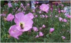 [조용철의 마음풍경] 물안개 피어오르는 산골 마을의 여름 새벽