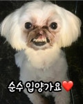 코·입 잘린채 버려진 유기견 순수…1년째 범인 쫓는 그녀