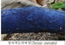 새 둥지처럼 생긴 둥우리버섯, 가야산에서 국내 첫 발견