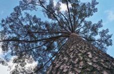 축구장 5189개 크기 울진 금강소나무숲을 여행하는 법(영상)