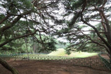 [더오래]마치 경배하듯이…신라 왕 무덤 향해 수그린 소나무들