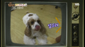 개농장에 개 버리고 간다…셀럽 반려견 동반 출연의 그늘