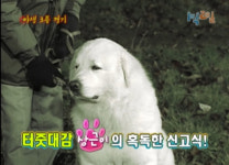 개농장에 개 버리고 간다…셀럽 반려견 동반 출연의 그늘