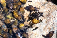 [장人들]단 열흘의 반짝임을 위한 일 년의 기다림… 반딧불이 사육사 김선진