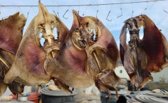 최대 산지 대청도선 생홍어만 먹는다…전라도 삭힌 홍어 비밀