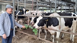 정주영 북송 소떼 1001마리는 그후 어떻게 됐을까 [장세정 논설위원이 간다]